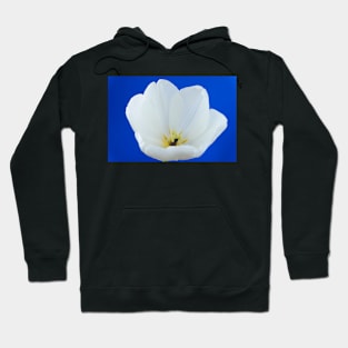 Tulipa  &#39;Hakuun&#39;   Darwin Hybrid Group  Tulip Hoodie